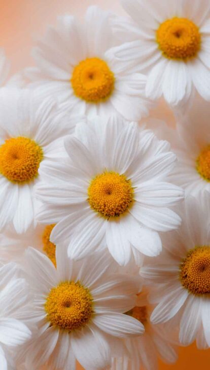 simple daisy background