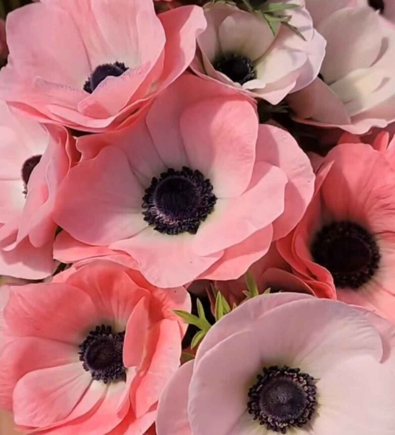 Pink Aesthetic Flowers & Meanings to Choose the Right One for the ...