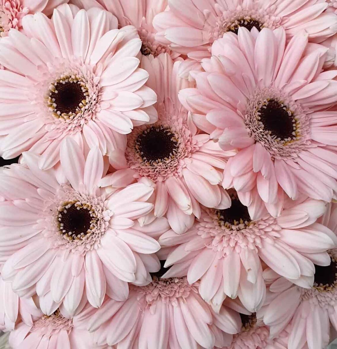 Pink Aesthetic Flowers & Meanings To Choose The Right One For The 