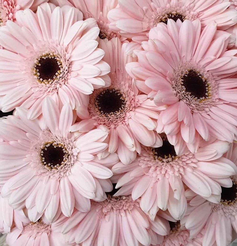 pink aesthetic gerbera flower