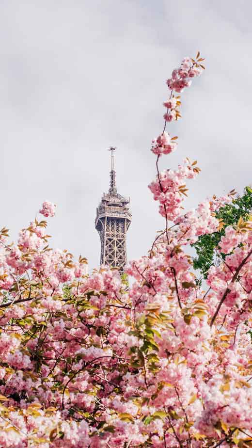 delicate tour eiffel aesthetic spring wallpaper with cherry blossoms
