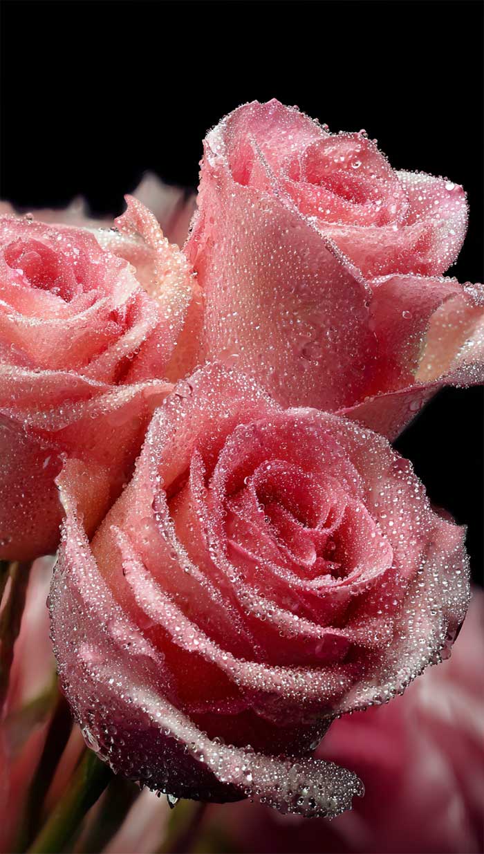 pink glittery phone floral roses wallpaper