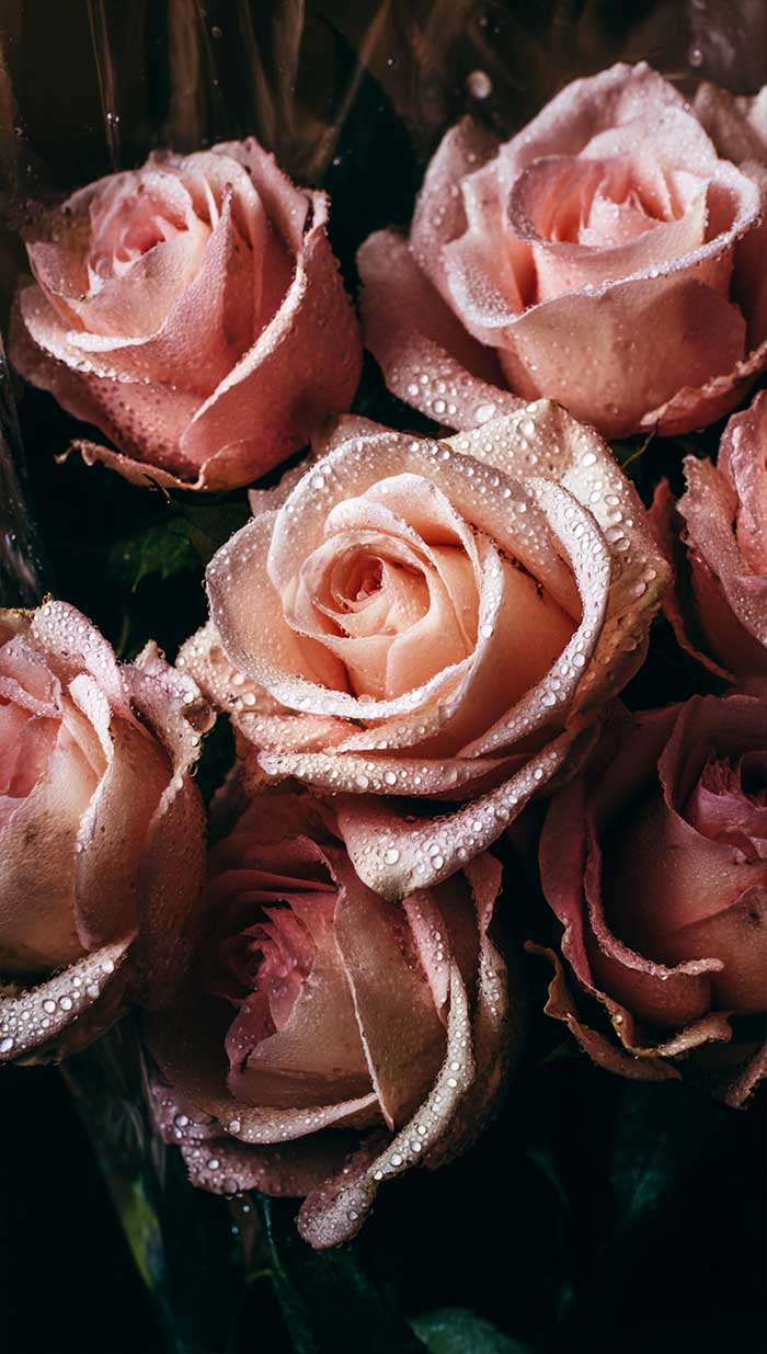 pink flower background roses