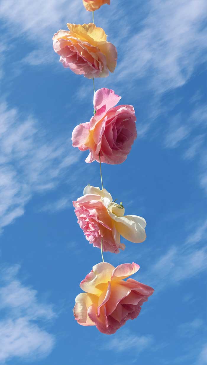 aesthetic roses wallpaper pink blue yellow