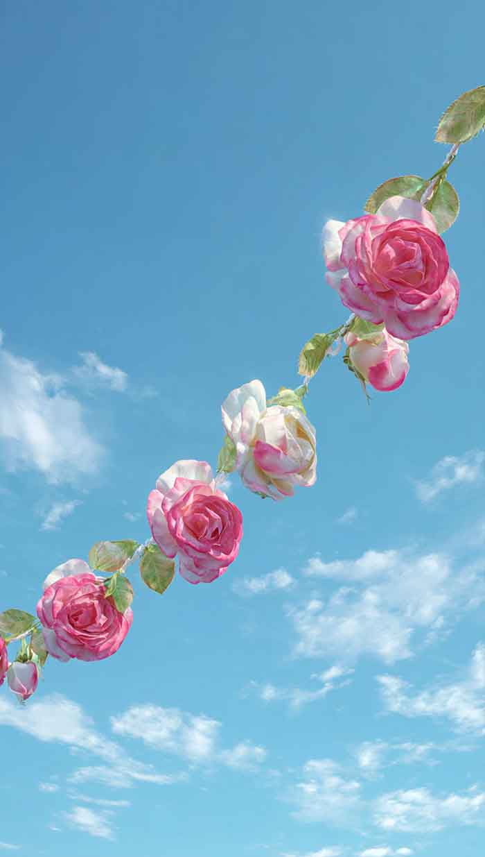 pink and white flower wallpaper background