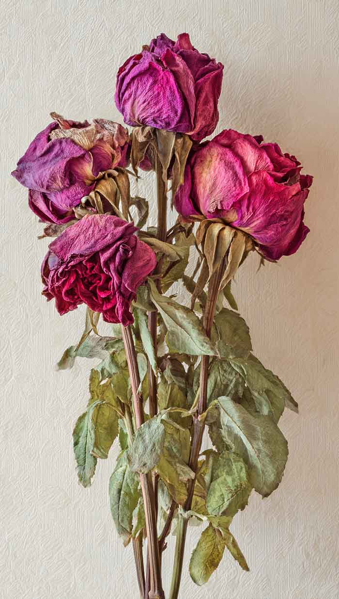 dried flowers phone wallpaper