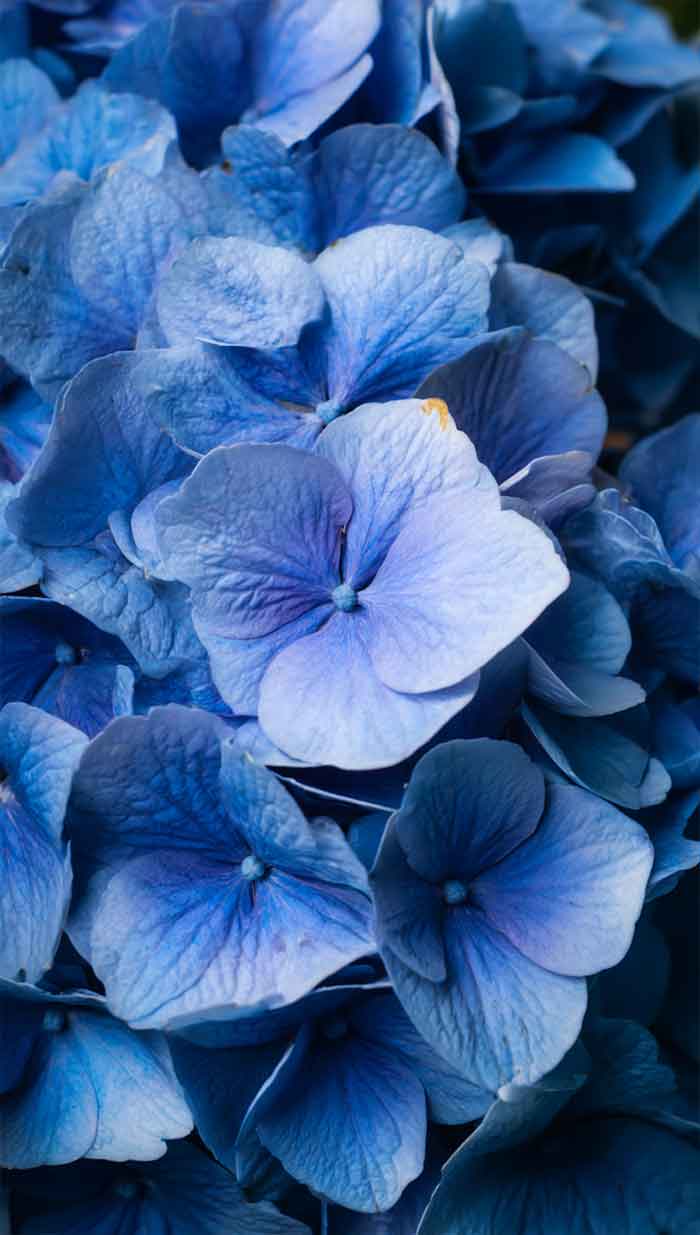 blue peoonies floral wallpaper iPhone