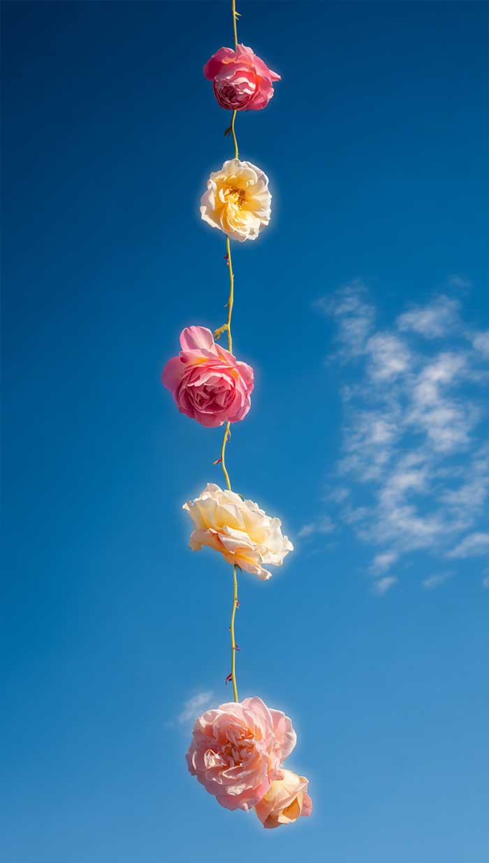 aesthetic delicate flowers