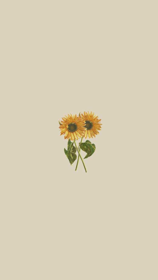cute and minimalist aesthetic wallpaper of sunflowers for iphone