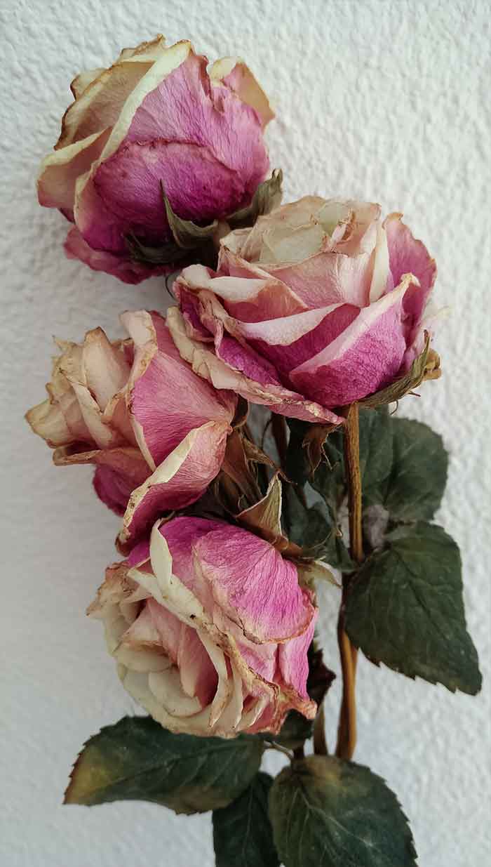 dried flowers wallpaper background