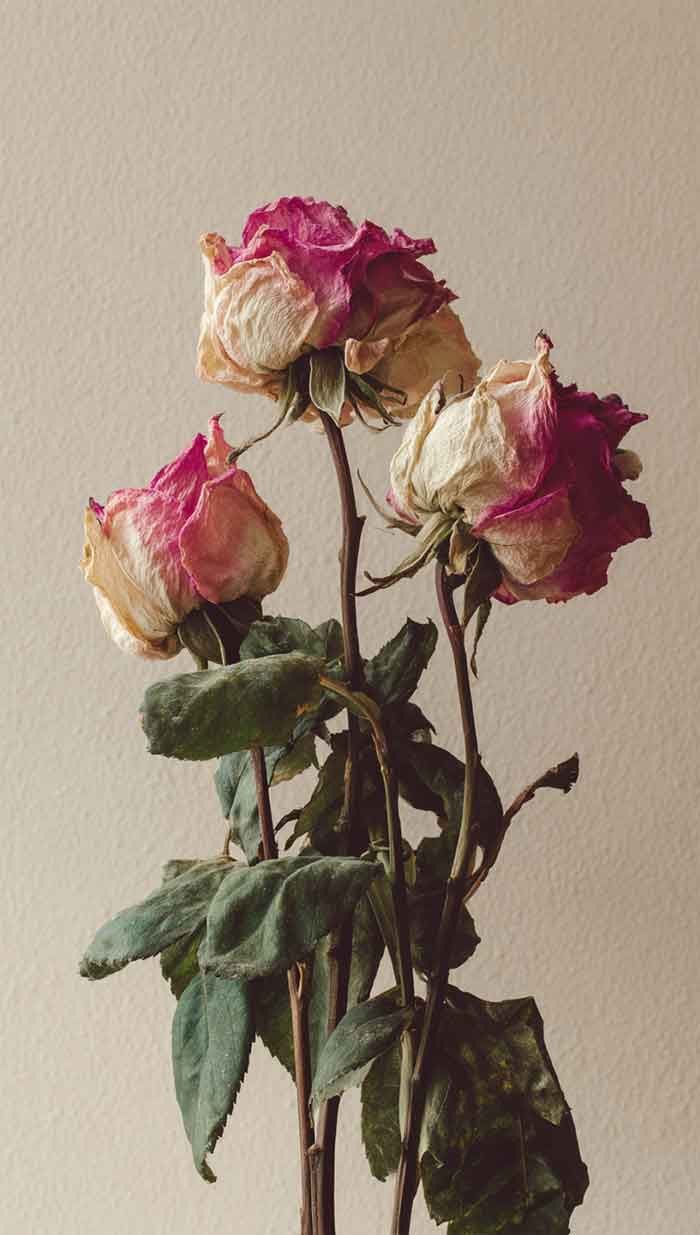 aesthetic flowers background