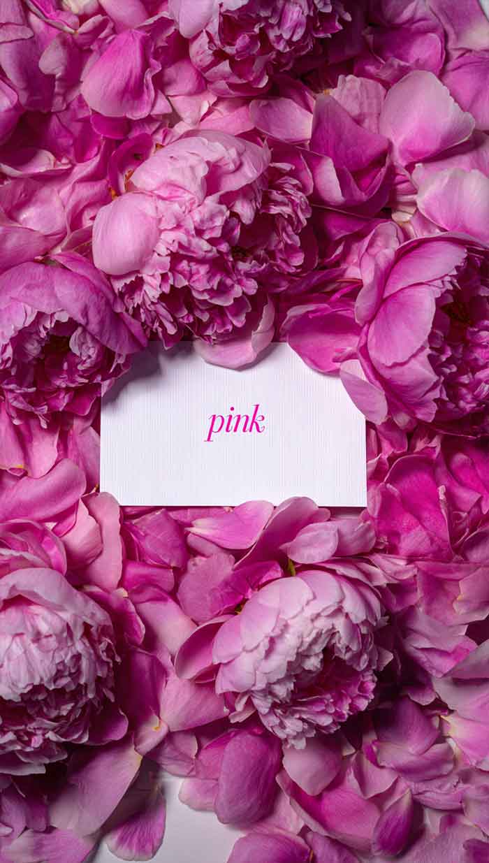pink petals wallpaper