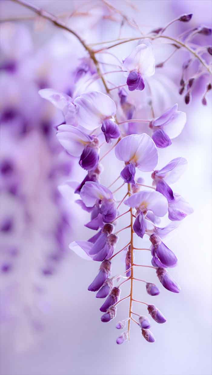 purple flower aesthetic iphone background