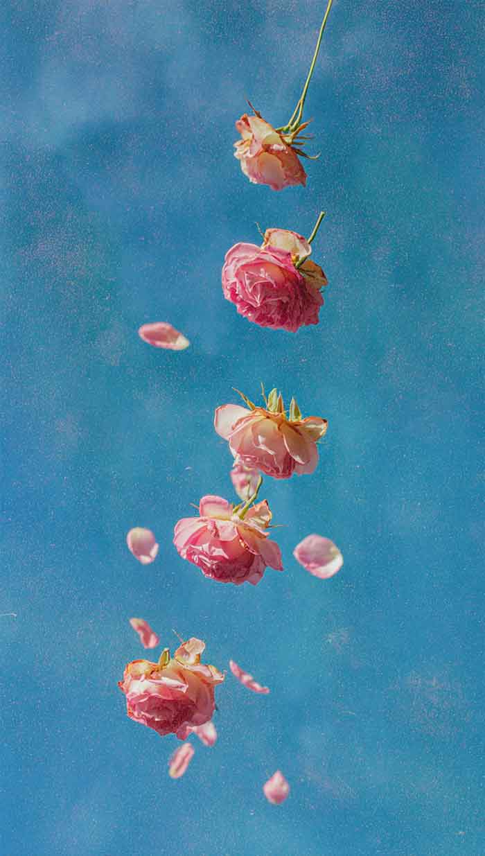 pink flower and blue background