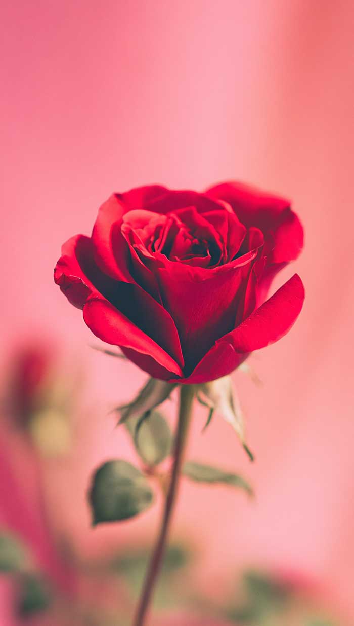 red rose wallpaper