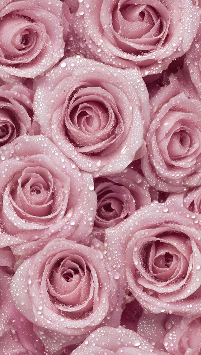 rose floral aesthetic free wallpaper