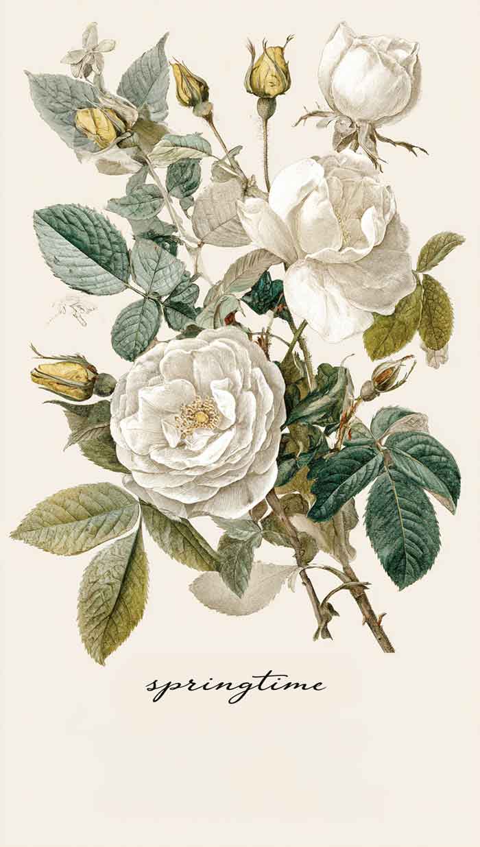 vintage springtime white flower phone wallpaper