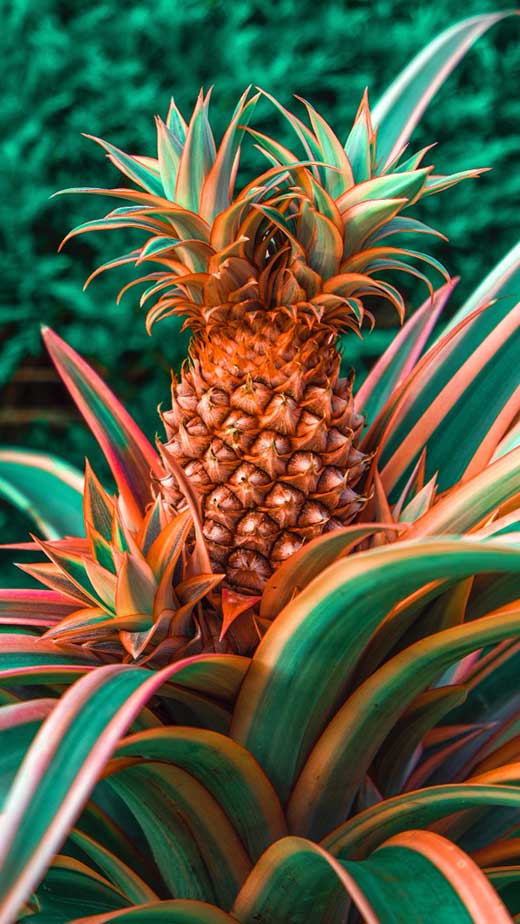 tropical pinapple wallpaper