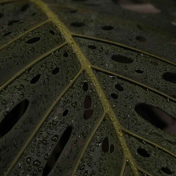 Green Aesthetic: The Symbolic Meaning of the Main Shades (and How to Connect With Your Moods).