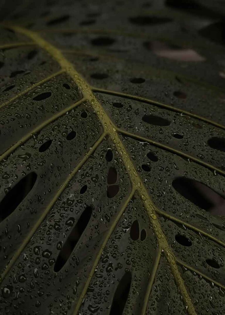 Green Aesthetic: The Symbolic Meaning of the Main Shades (and How to Connect With Your Moods).