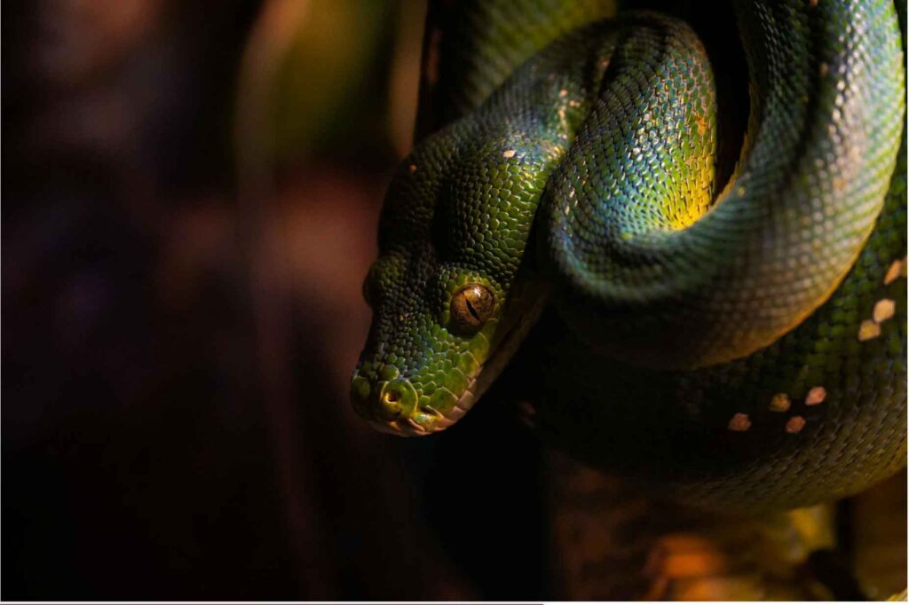 green snake aesthetic