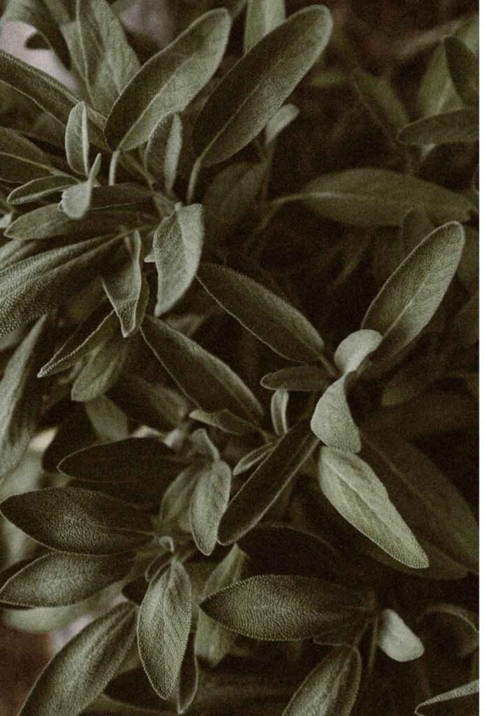 olive green aesthetic plants