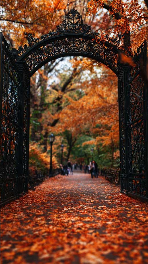 vintage black and orange fall wallpaper with fall leaf for iphone