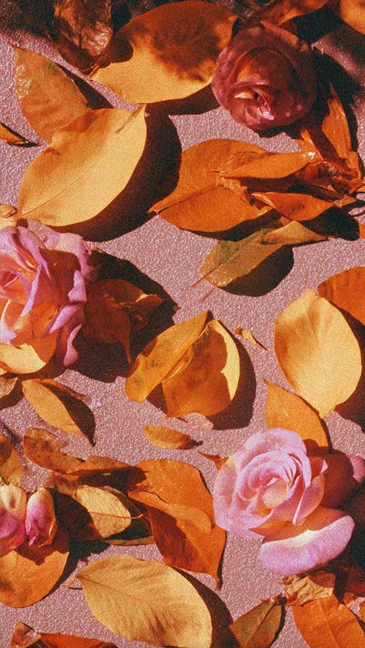 orange and pink fall wallpaper background cute