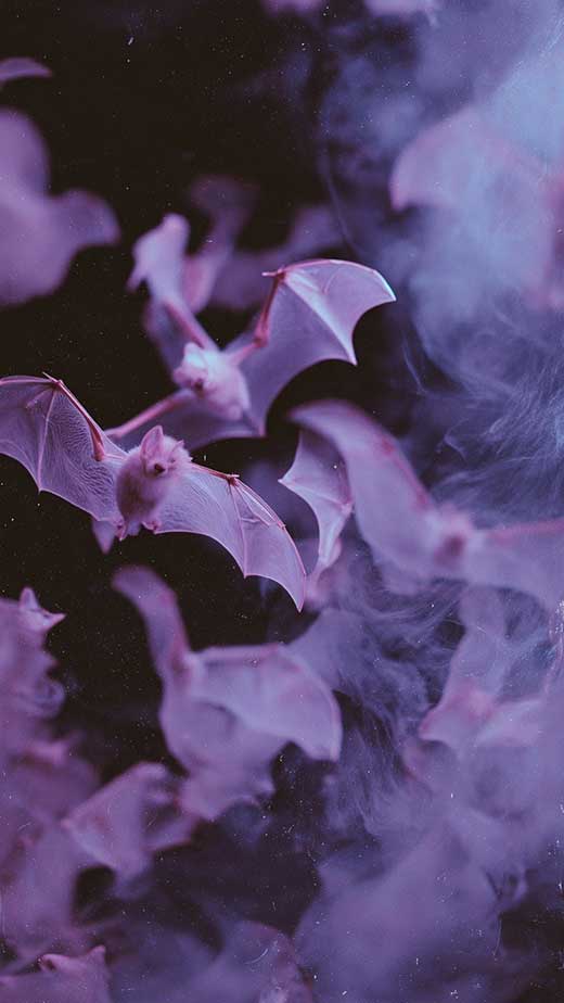 pastel goth bat wallpaper black and light purple