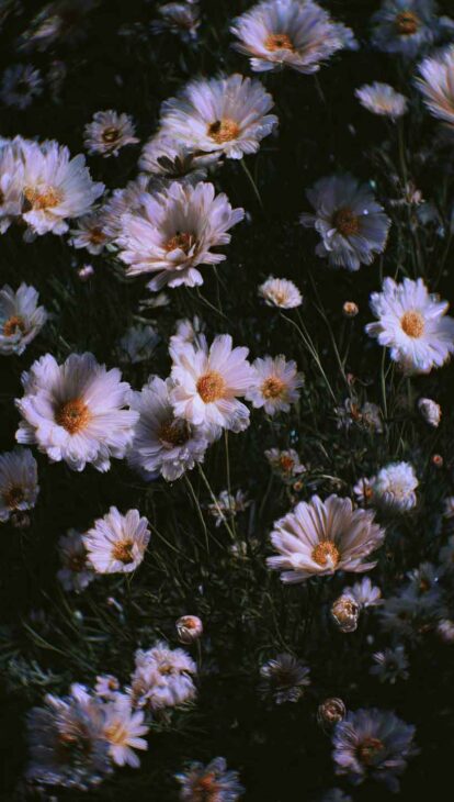 moody daisy wallpaper for iPhone