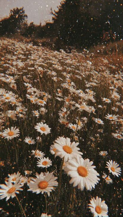 cottagecore daisies aesthetic wallpaper