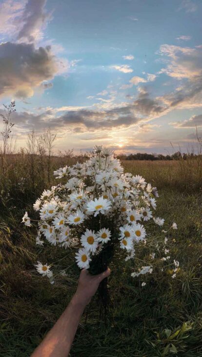 cottagecore daisy bouquet wallpaper