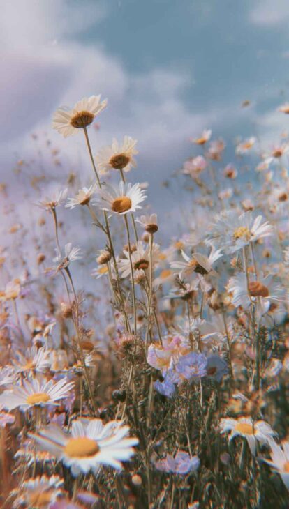 cottagecore aesthetic daisies free phone wallpaper lock screen for spring