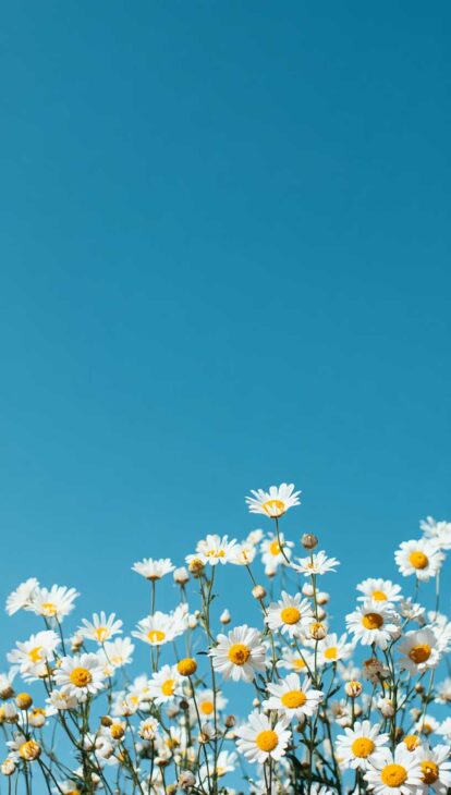 aesthetic daisy wallpaper with blue sky