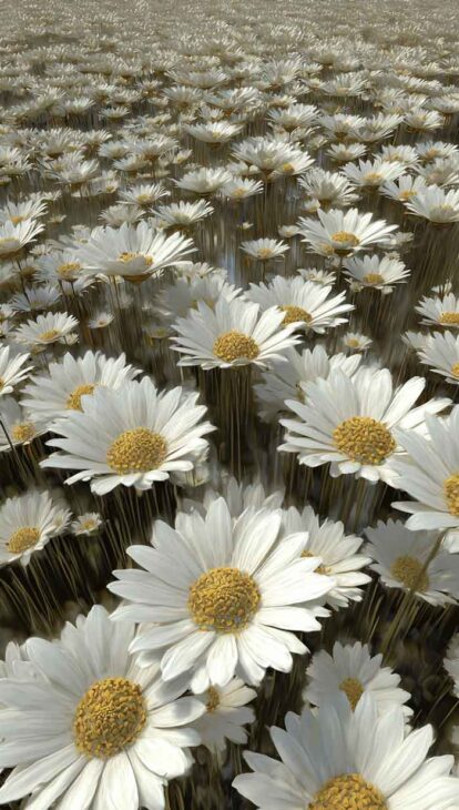 a field of daisies