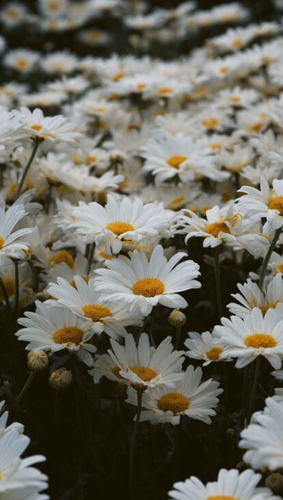aesthetic daisies