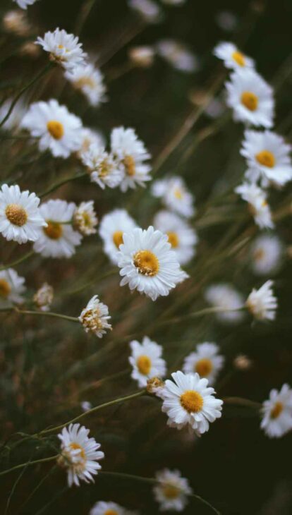 daisy garden phone wallpaper