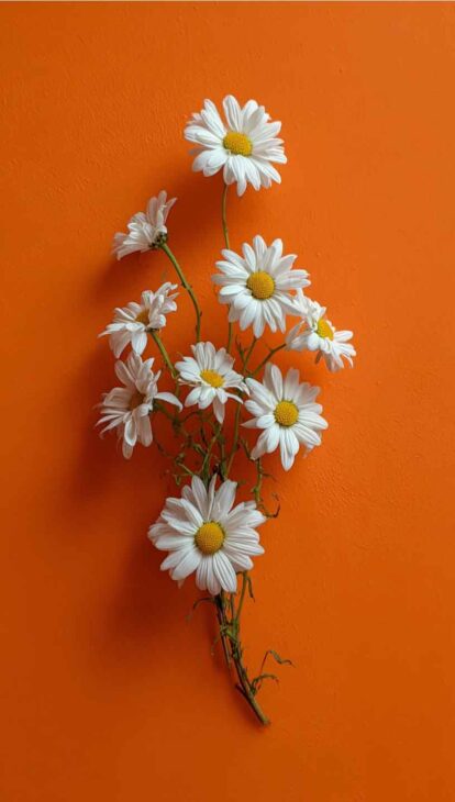 bright summer daisy phone wallpaper