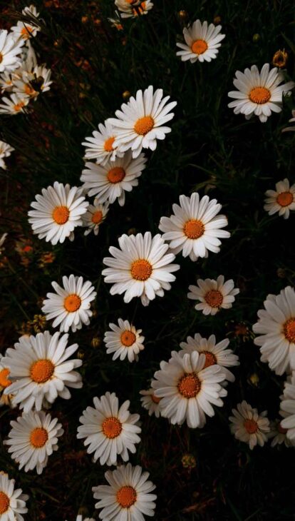 moody daisies