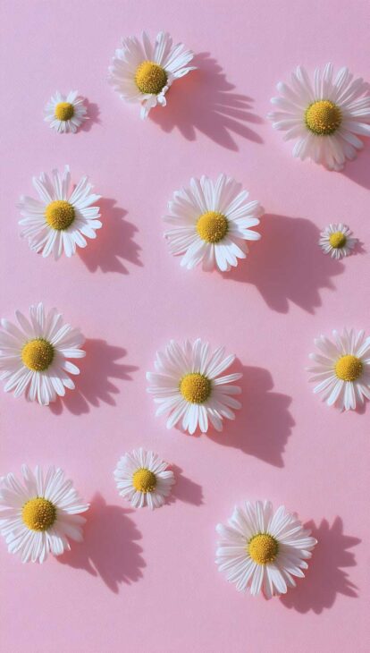 free pink daisy pattern phone wallpaper